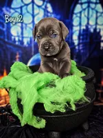 Boy 2, a male Cane Corso for sale in Inkster, MI – 1 of 9