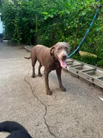 Fawna , a female Labrador Retriever for sale in Inkster, MI – 2 of 4