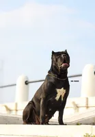 Girl 2, a female Cane Corso for sale in Inkster, MI – 7 of 9