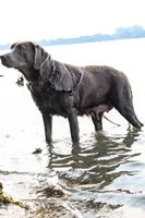 Boy 1, a male Labrador Retriever for sale in Inkster, MI – 3 of 7