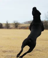 Boy 1, a male Cane Corso for sale in Inkster, MI – 6 of 9