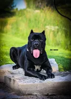 Girl 1, a female Cane Corso for sale in Inkster, MI – 9 of 9