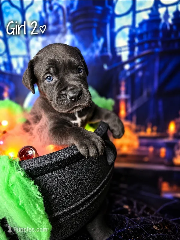 Girl 2 – Cane Corso puppy for sale in Inkster, MI