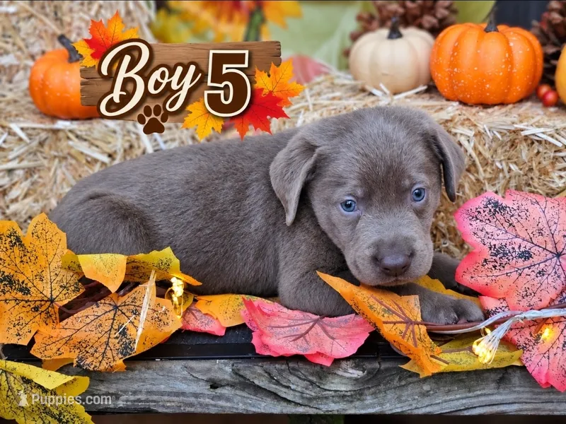Boy 5 – Labrador Retriever puppy for sale in Inkster, MI