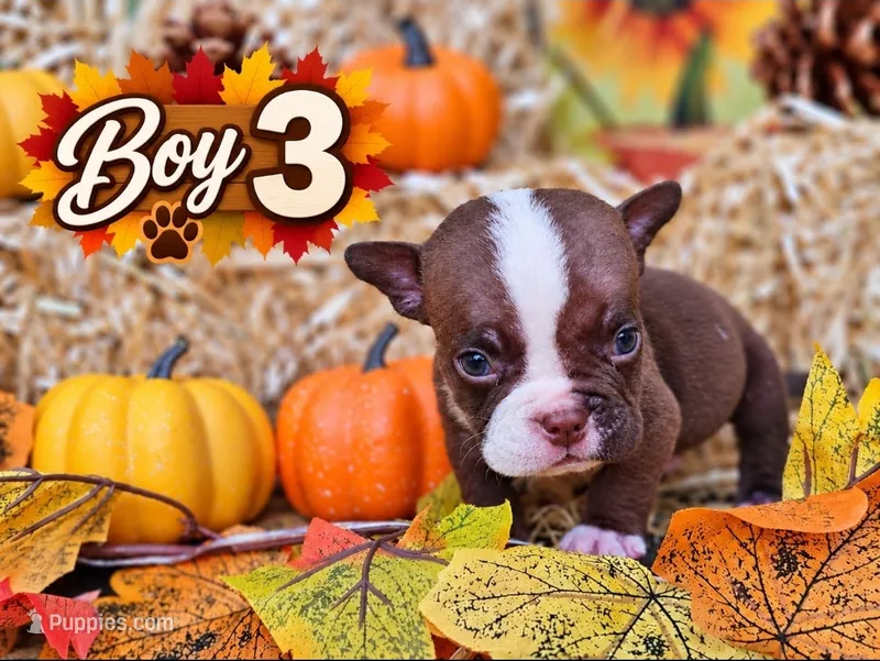 Boy 3 – American Bully puppy for sale in Inkster, MI