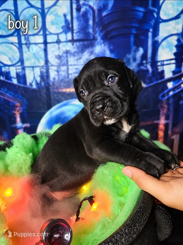 Boy 1 – Cane Corso puppy for sale in Inkster, MI