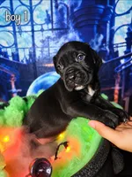 Boy 1, a male Cane Corso for sale in Inkster, MI – 1 of 9