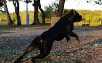 Girl 6, a female Cane Corso for sale in Inkster, MI – 5 of 9