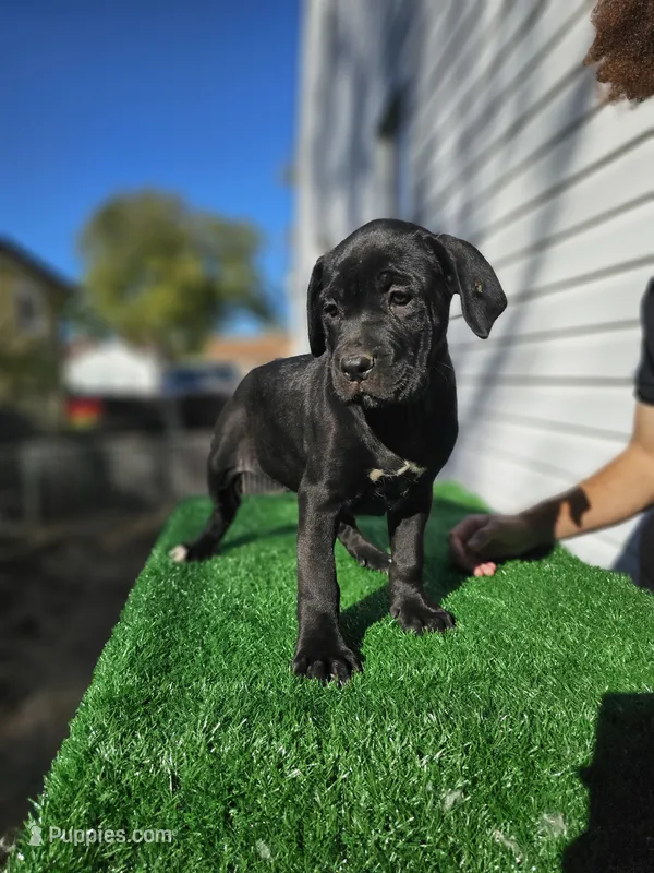 Girl 4 – Cane Corso puppy for sale in Inkster, MI