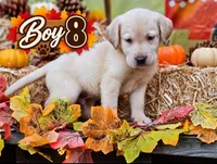 Boy 8, a male Labrador Retriever for sale in Inkster, MI – 2 of 8