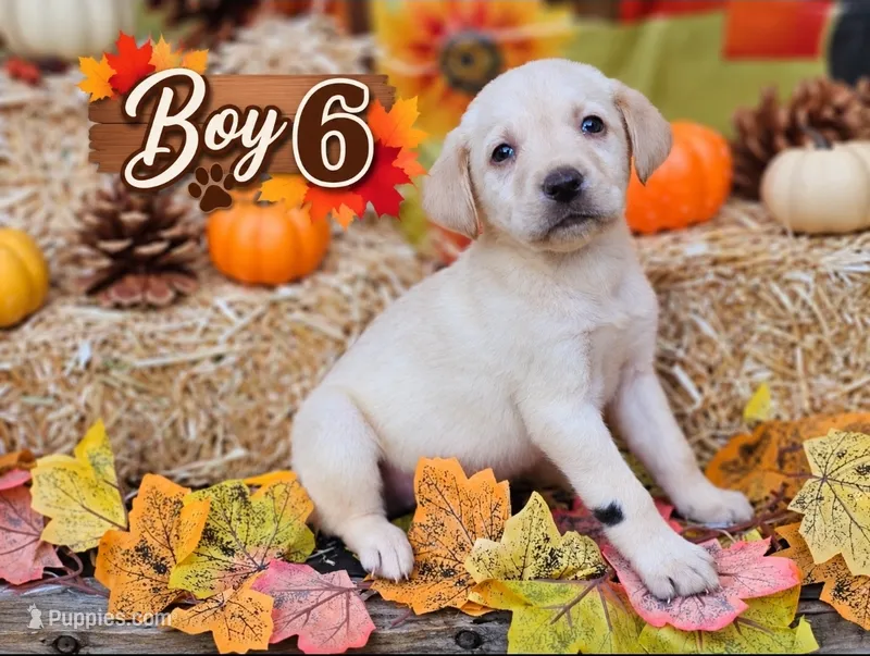 Boy 6 – Labrador Retriever puppy for sale in Inkster, MI