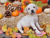 Boy 6, a male Labrador Retriever for sale in Inkster, MI – 1 of 7