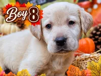 Boy 8, a male Labrador Retriever for sale in Inkster, MI – 1 of 8