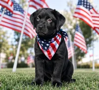 Drogo, a male Labrador Retriever for sale in Inkster, MI – 1 of 3