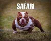 Boy 3, a male American Bully for sale in Inkster, MI – 2 of 3