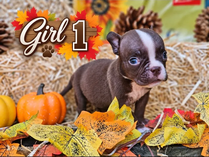 Girl 1 – American Bully puppy for sale in Inkster, MI
