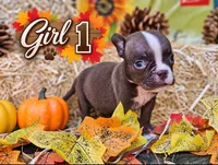 Girl 1, a female American Bully for sale in Inkster, MI – 1 of 3