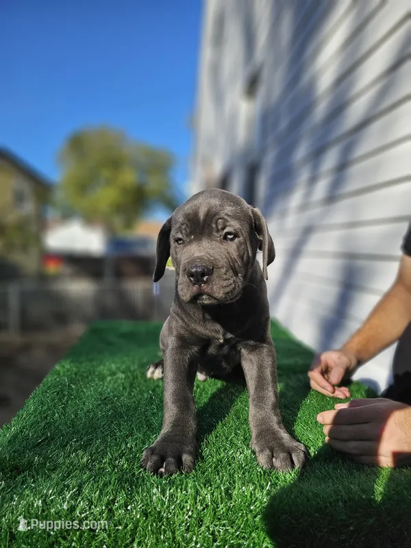 Boy 2 – Cane Corso puppy for sale in Inkster, MI