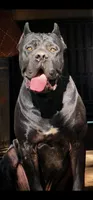 Boy 3, a male Cane Corso for sale in Inkster, MI – 3 of 9