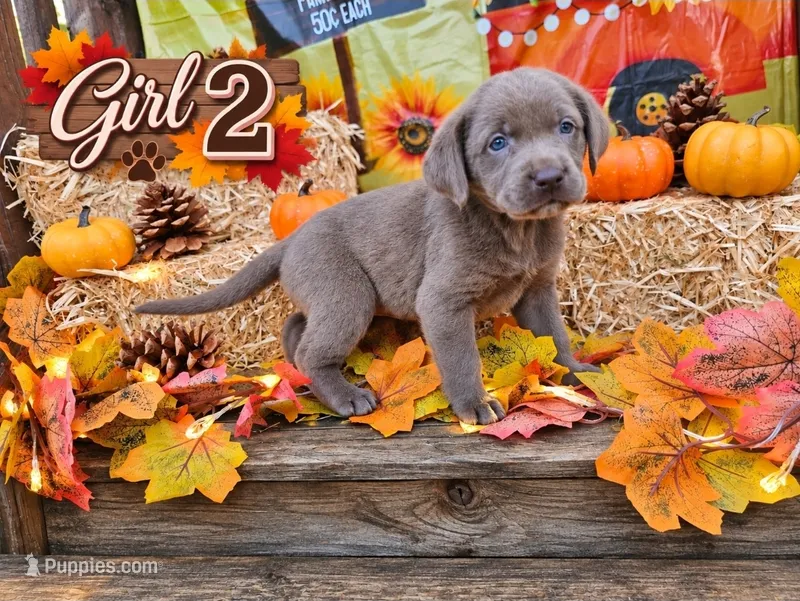 Girl 2 – Labrador Retriever puppy for sale in Inkster, MI