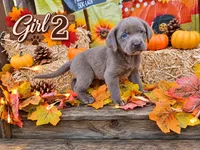 Girl 2, a female Labrador Retriever for sale in Inkster, MI – 1 of 7
