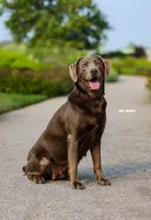 Boy 4 , a male Labrador Retriever for sale in Inkster, MI – 4 of 7