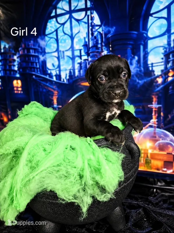 Girl 4 – Cane Corso puppy for sale in Inkster, MI