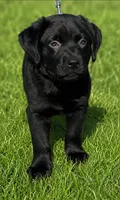 Drogo, a male Labrador Retriever for sale in Inkster, MI – 2 of 3
