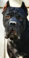 Boy 2, a male Cane Corso for sale in Inkster, MI – 2 of 9