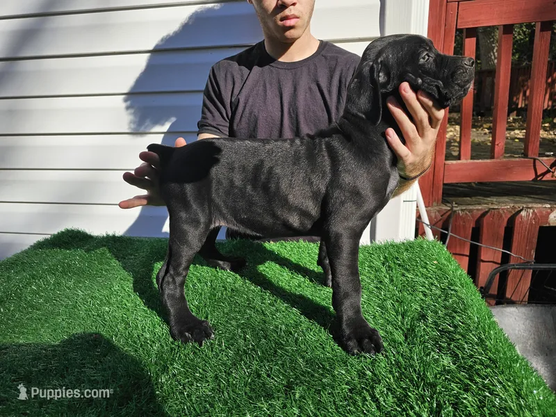 Girl 5 – Cane Corso puppy for sale in Inkster, MI