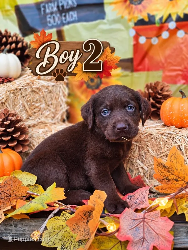 Boy 2 – Labrador Retriever puppy for sale in Inkster, MI