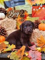 Boy 2, a male Labrador Retriever for sale in Inkster, MI – 1 of 7