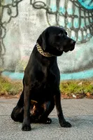 Boy 7, a male Labrador Retriever for sale in Inkster, MI – 6 of 7