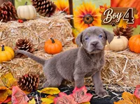 Boy 4 , a male Labrador Retriever for sale in Inkster, MI – 1 of 7