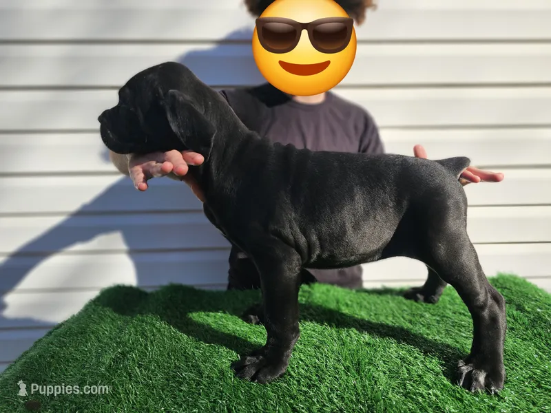 Girl 3 – Cane Corso puppy for sale in Inkster, MI