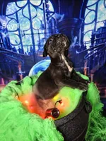 Boy 1, a male Cane Corso for sale in Inkster, MI – 2 of 9