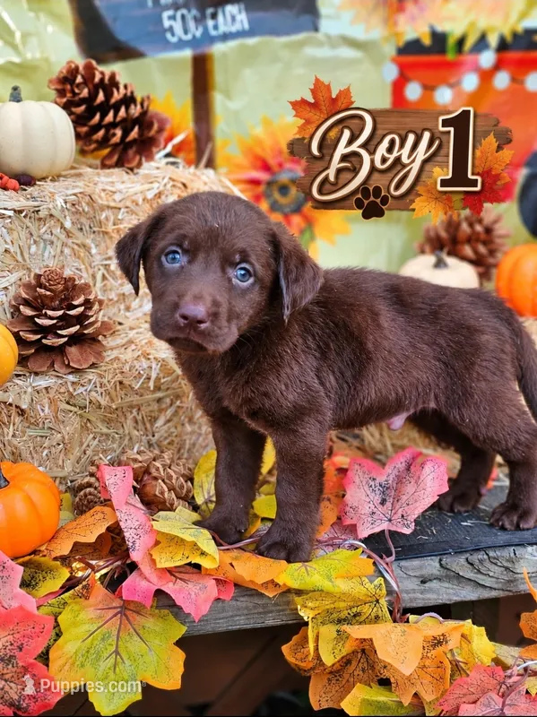 Boy 1 – Labrador Retriever puppy for sale in Inkster, MI