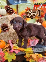 Boy 1, a male Labrador Retriever for sale in Inkster, MI – 1 of 7
