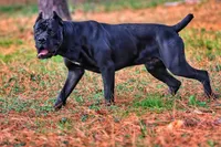 Girl 4, a female Cane Corso for sale in Inkster, MI – 7 of 9