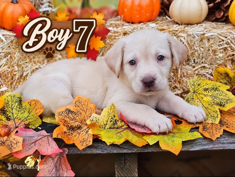 Boy 7 – Labrador Retriever puppy for sale in Inkster, MI