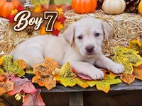 Boy 7, a male Labrador Retriever for sale in Inkster, MI – 1 of 7