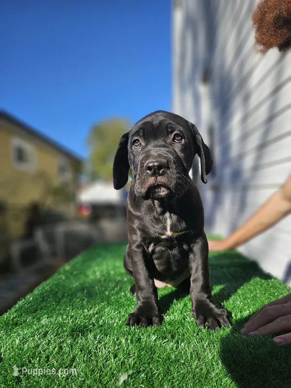 Girl 2 – Cane Corso puppy for sale in Inkster, MI