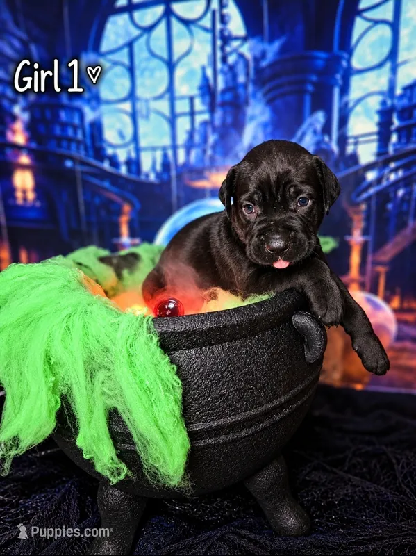 Girl 1 – Cane Corso puppy for sale in Inkster, MI