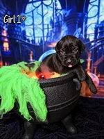 Girl 1, a female Cane Corso for sale in Inkster, MI – 1 of 9