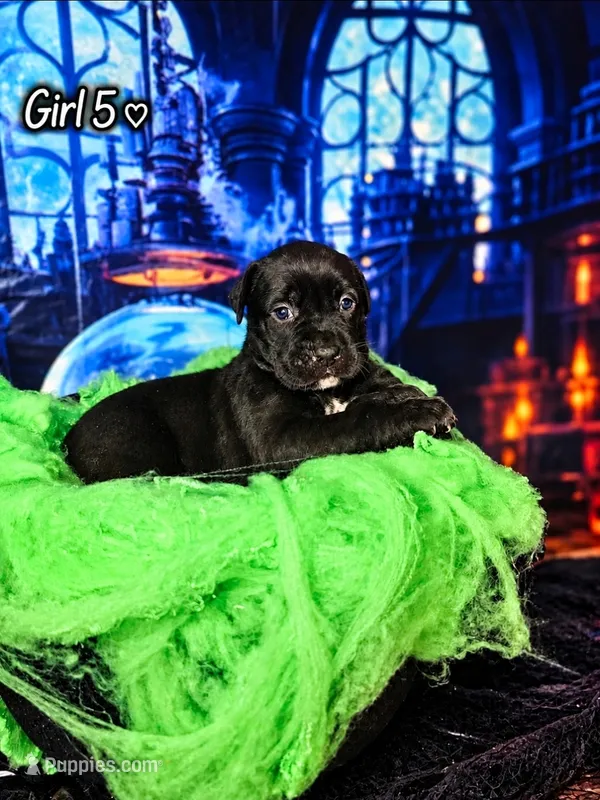 Girl 5 – Cane Corso puppy for sale in Inkster, MI