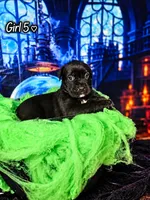 Girl 5, a female Cane Corso for sale in Inkster, MI – 1 of 9