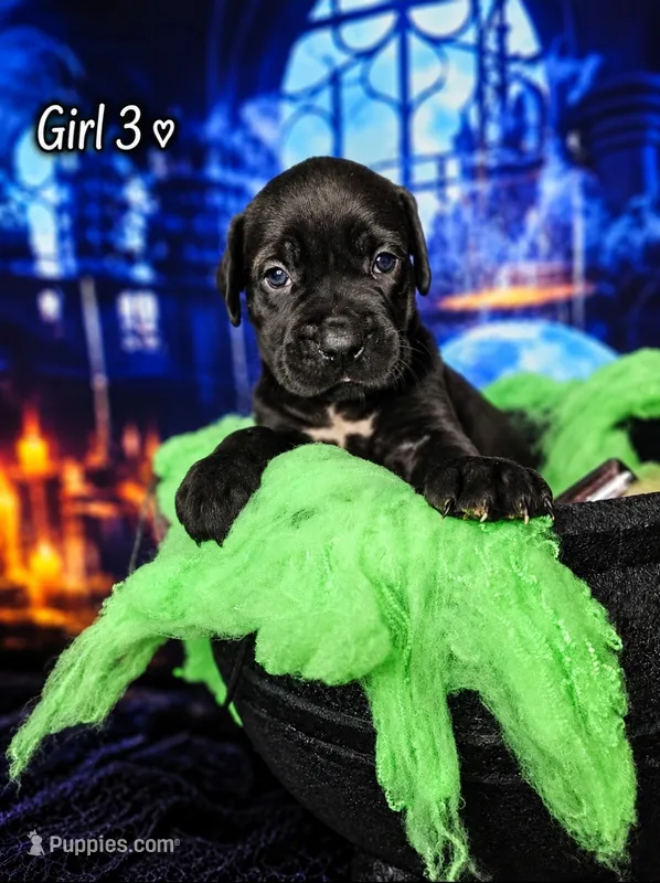 Girl 3 – Cane Corso puppy for sale in Inkster, MI