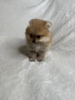 Foxy, a male Pomeranian for sale in Kent, WA – Photo 3 of 3