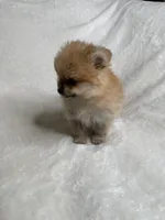 Foxy, a male Pomeranian for sale in Kent, WA – Photo 1 of 3