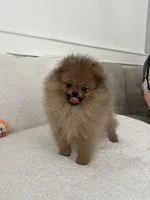 Star, a female Pomeranian for sale in Kent, WA – 1 of 4